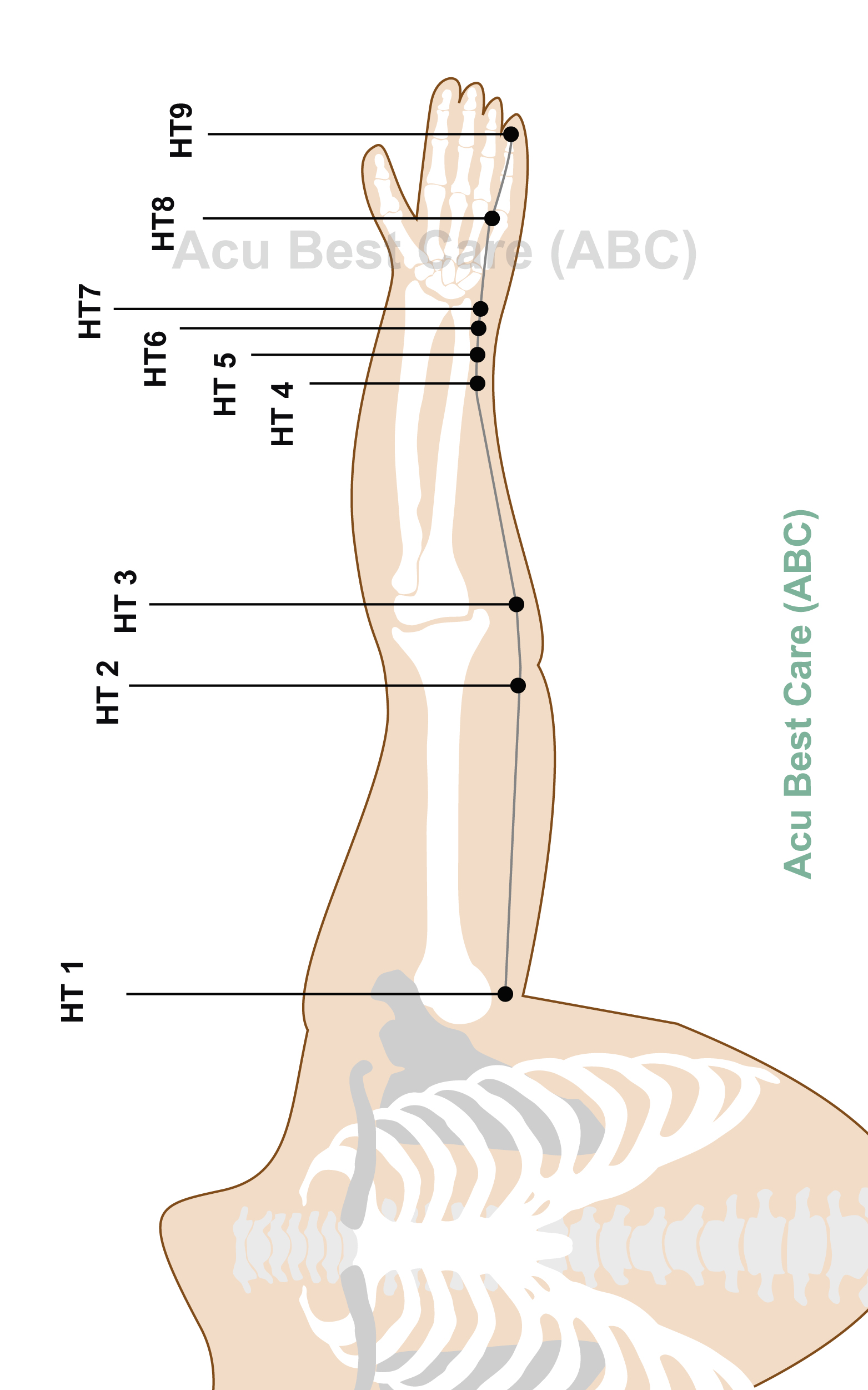 Acubestcare organ HEART