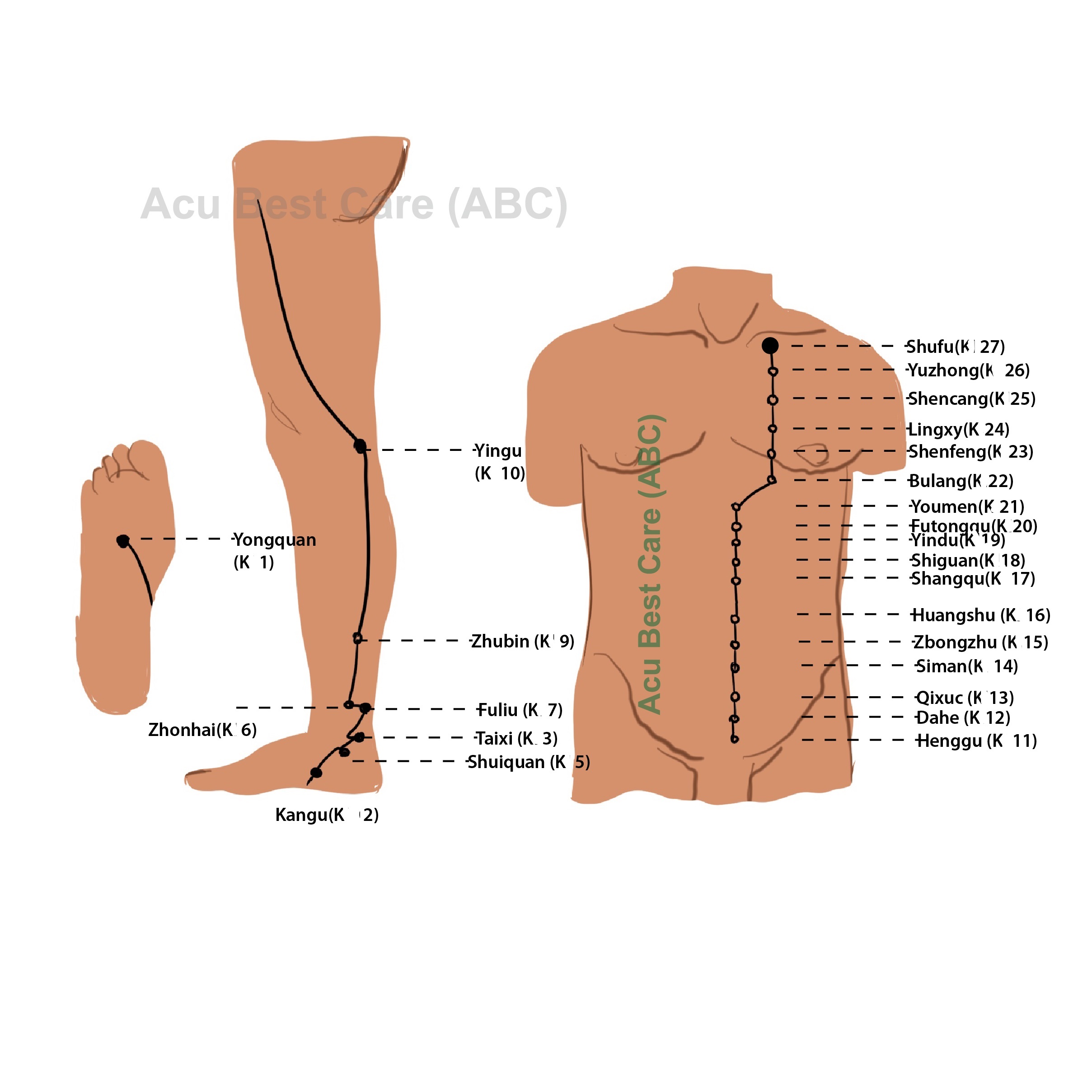 Acubestcare organ KIDNEY