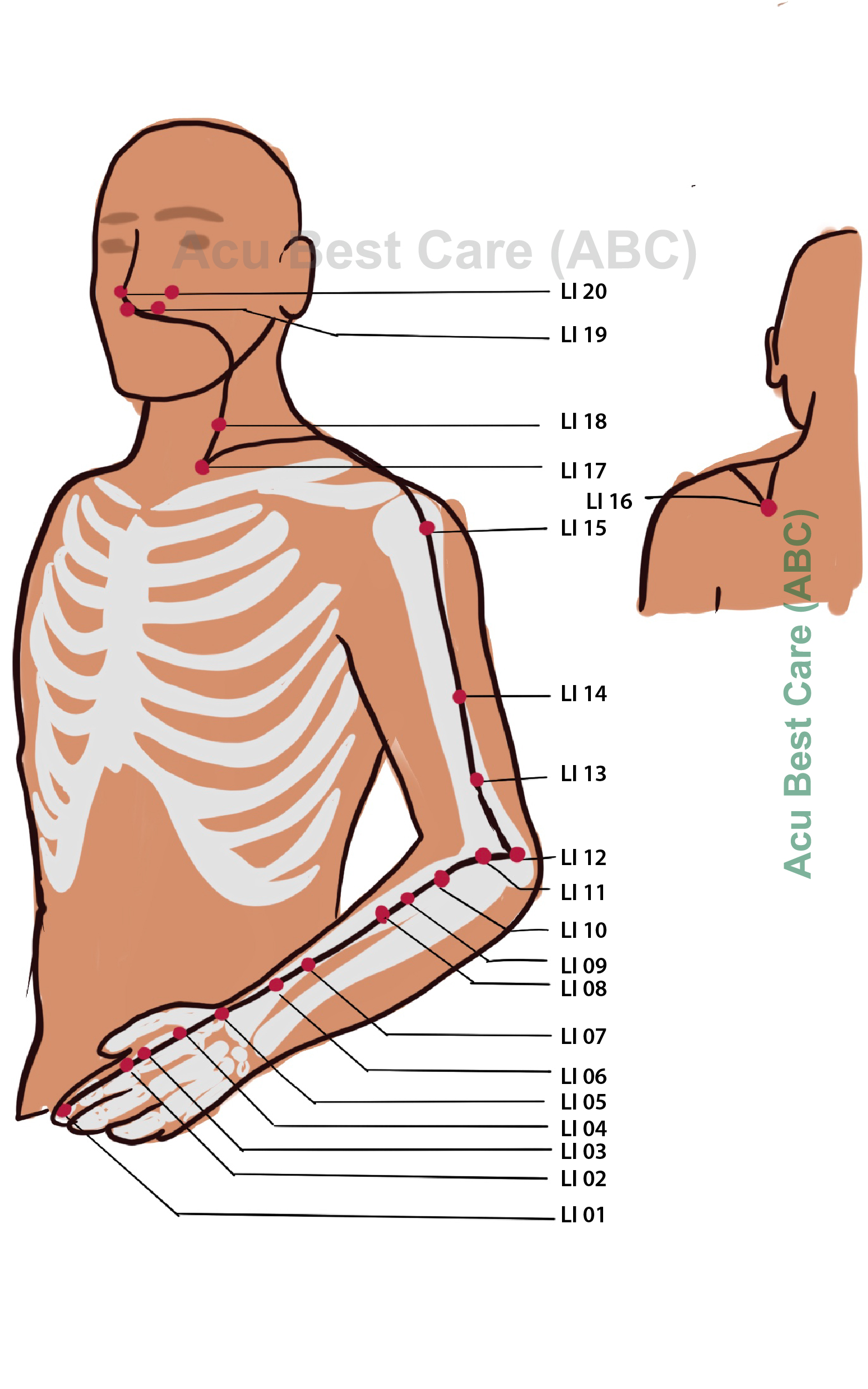 Large Intestine Meridian Chart