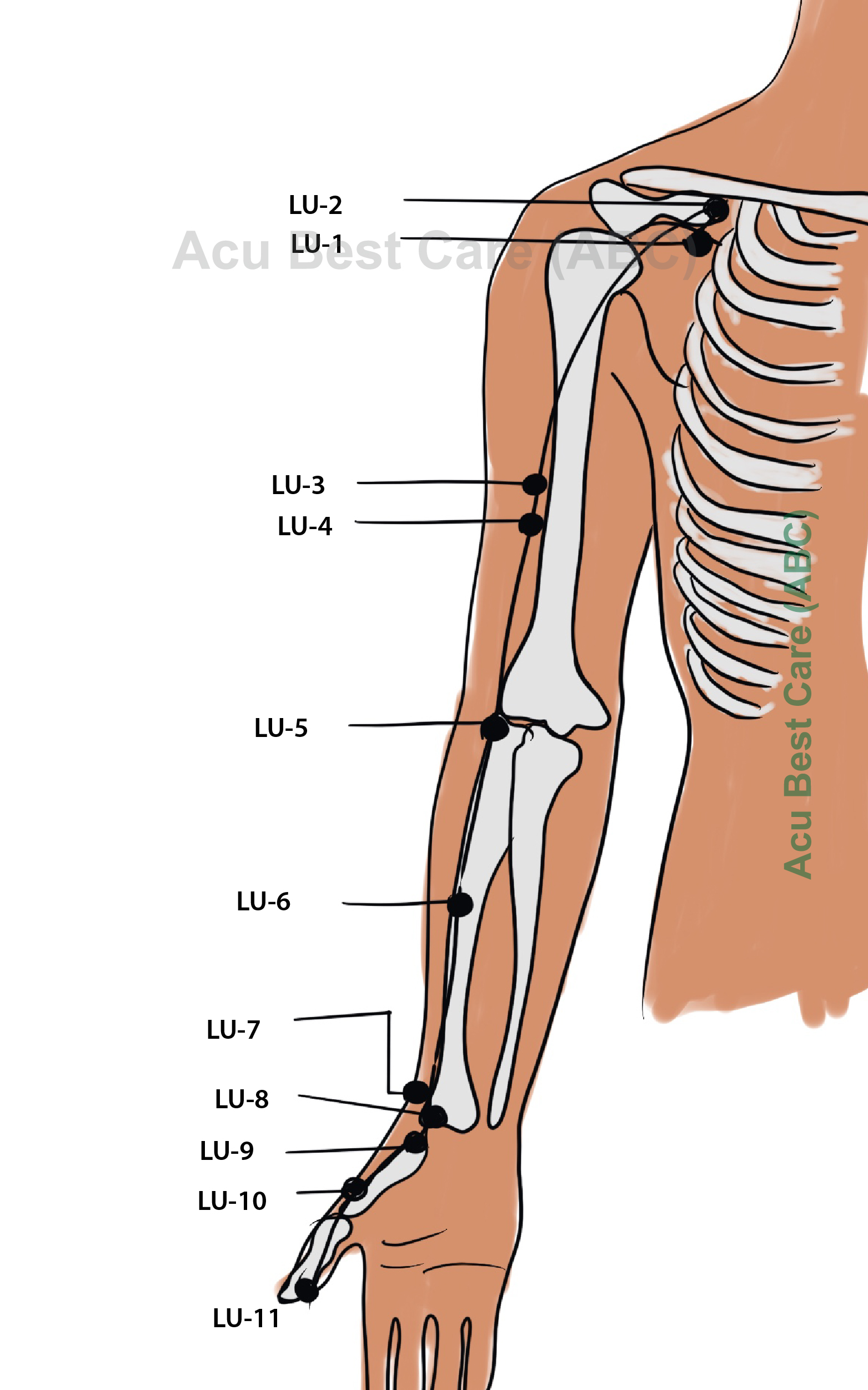 Acubestcare organ LUNG