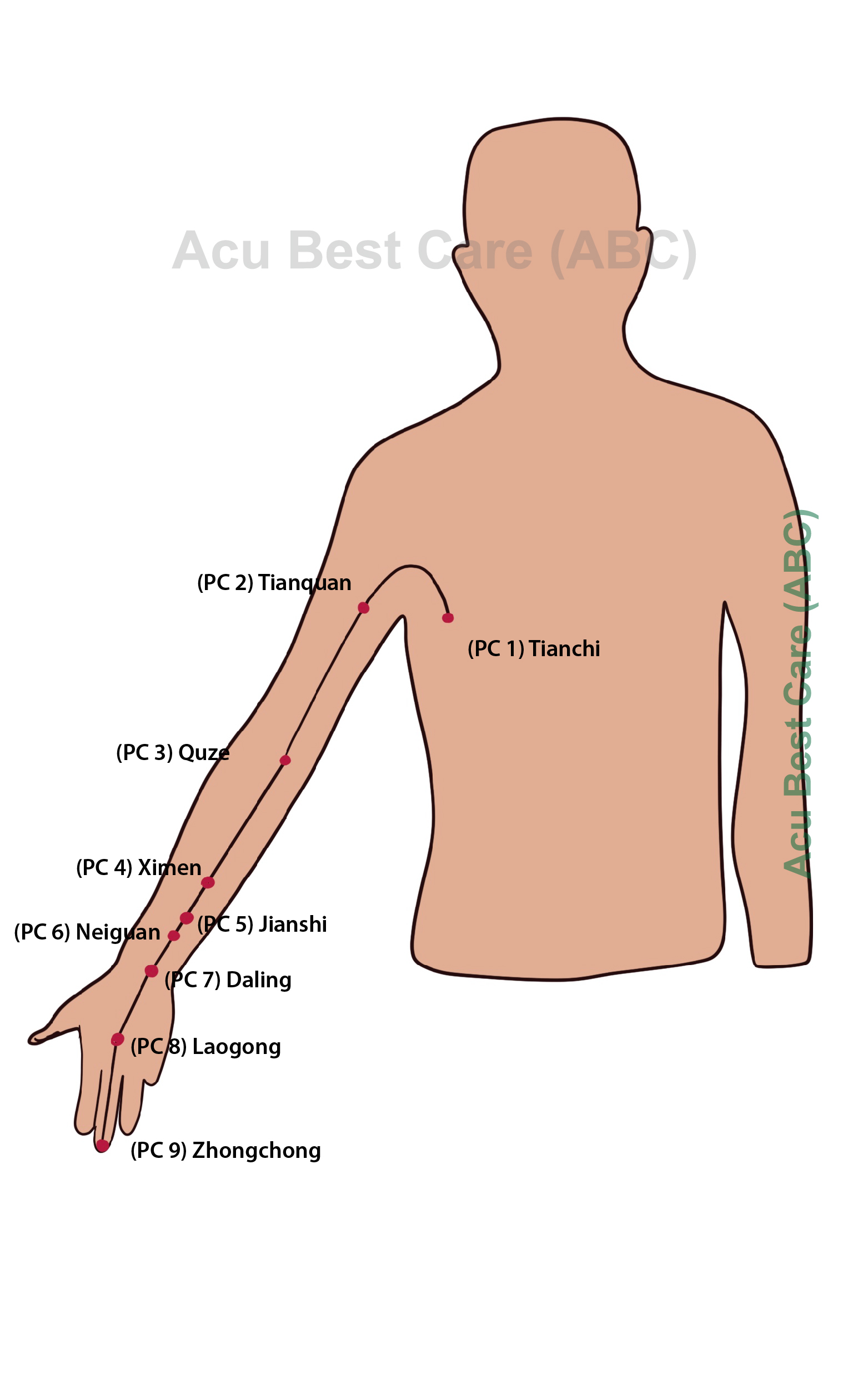 Acubestcare organ PERICARDIUM